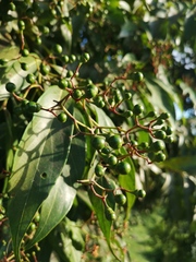 Ocotea floribunda