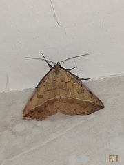 Hemeroplanis scopulepes