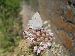 Satyrium sylvinus