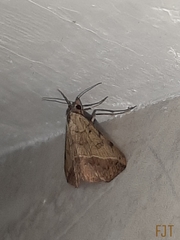 Hemeroplanis scopulepes