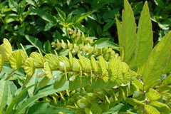 Phyllodium pulchellum