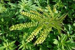 Phyllodium pulchellum