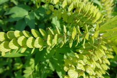 Phyllodium pulchellum