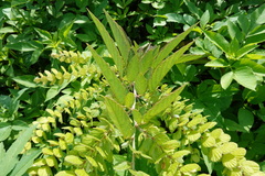 Phyllodium pulchellum