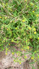 Sigesbeckia australiensis
