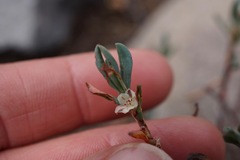 Polygonum shastense