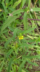 Sigesbeckia australiensis