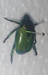 Calomacraspis splendens