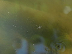 Trepobates subnitidus