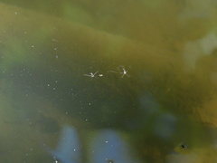 Trepobates subnitidus