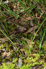 Allittia cardiocarpa