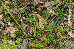 Allittia cardiocarpa