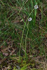 Allittia cardiocarpa