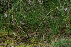 Allittia cardiocarpa