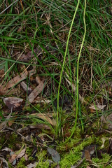 Allittia cardiocarpa