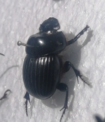 Dichotomius carolinus