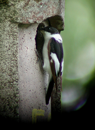 Collared Flycatcher