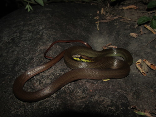 Schott's Whipsnake