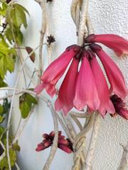 Tecomanthe dendrophila