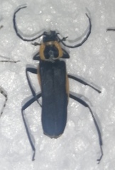 Chauliognathus distinguendus