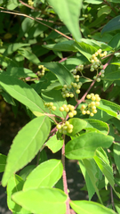Callicarpa dichotoma