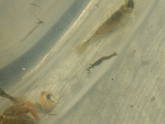 Eumalacostraca