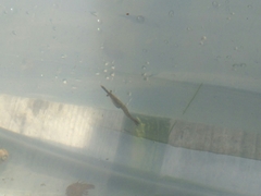 Eumalacostraca