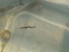 Eumalacostraca