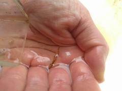 Eumalacostraca