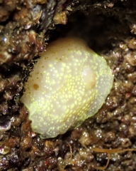 Cadlina