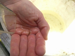 Eumalacostraca