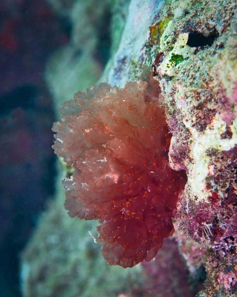 Predaea weldii