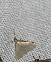 Macrochilo litophora