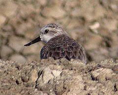 Calidris pygmaea