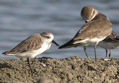 Calidris pygmaea