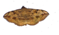 Anticarsia irrorata