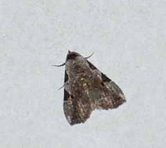 Chorsia costimacula