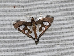 Glyphodes minimalis