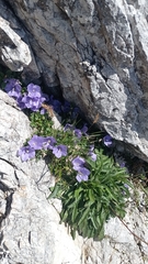 Campanula raineri