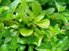 Agriocnemis keralensis