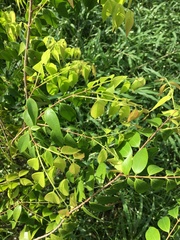 Myrciaria floribunda
