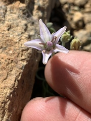 Campanula scabrella