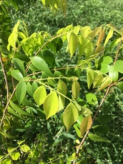 Myrciaria floribunda