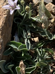 Campanula scabrella