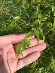 Myrciaria floribunda