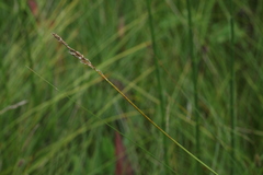 Carex appropinquata