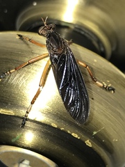 Diogmites platypterus