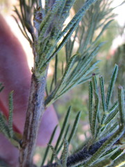 Psoralea floccosa