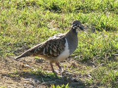 Geophaps scripta