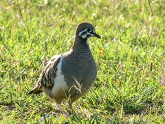 Geophaps scripta